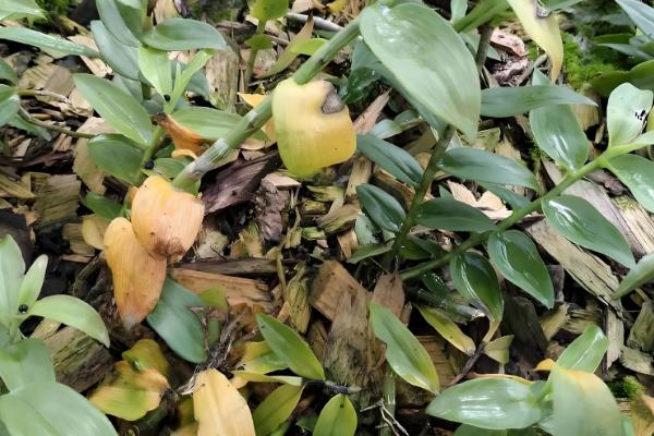 石斛的养殖方法，放置在散射光充足的环境中养护