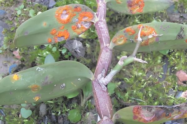 石斛的养殖方法，放置在散射光充足的环境中养护