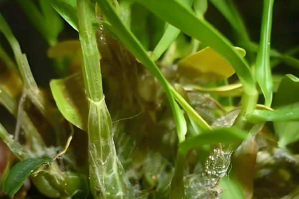 石斛的养殖方法，放置在散射光充足的环境中养护