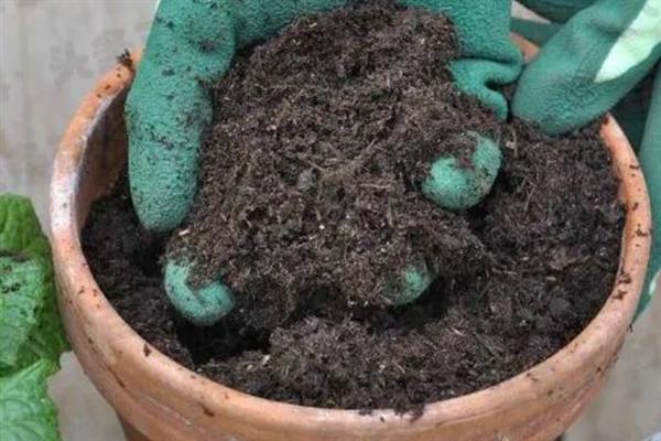 建兰如何养殖，适宜生活在光线充裕的地方