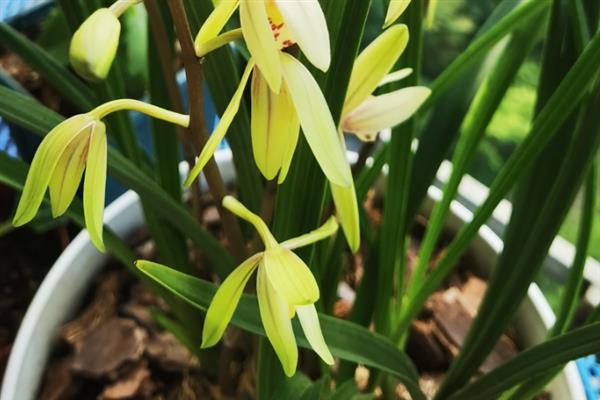 建兰如何养殖，适宜生活在光线充裕的地方