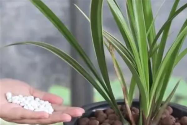 建兰如何养殖，适宜生活在光线充裕的地方