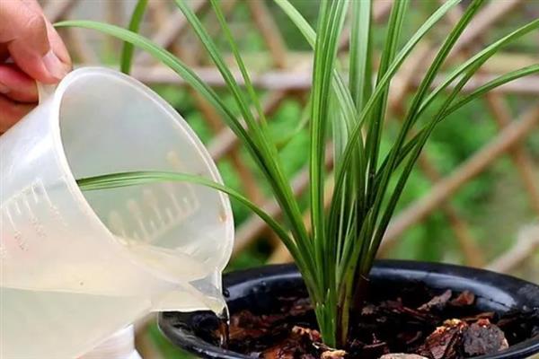 建兰如何养殖，适宜生活在光线充裕的地方