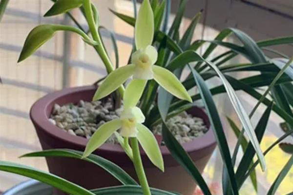 建兰如何养殖，适宜生活在光线充裕的地方