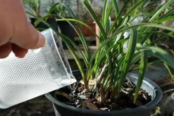 建兰如何养殖，适宜生活在光线充裕的地方