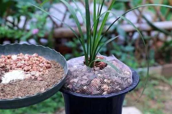 建兰如何养殖，适宜生活在光线充裕的地方