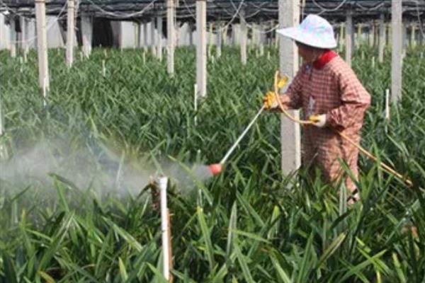 建兰如何养殖，适宜生活在光线充裕的地方