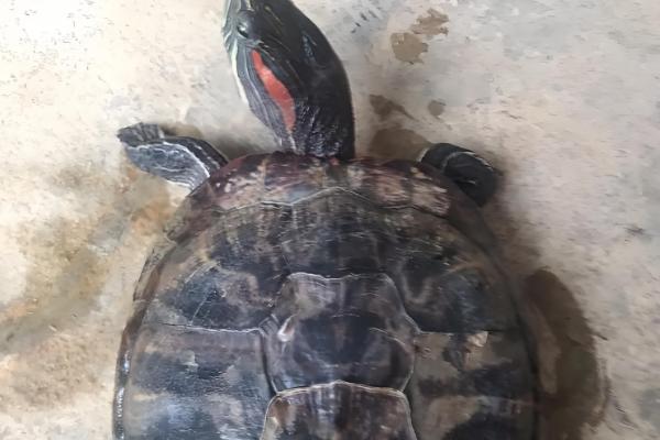 巴西龟是海龟吗,并不是一种海龟