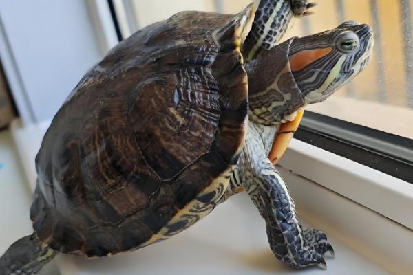 巴西龟是海龟吗,并不是一种海龟