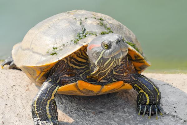 巴西龟是海龟吗,并不是一种海龟