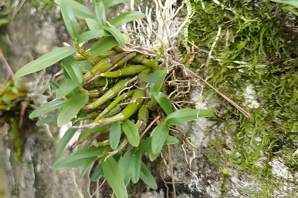 石斛的养殖方法，放置在散射光充足的环境中养护