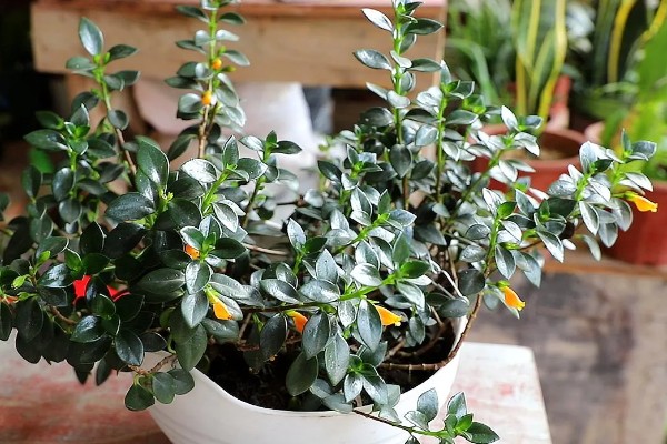 金鱼吊兰如何繁殖，可扦插也可分株繁殖