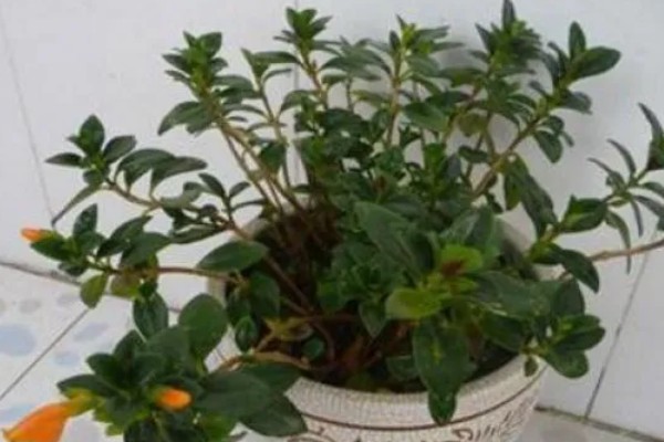 金鱼吊兰如何繁殖，可扦插也可分株繁殖