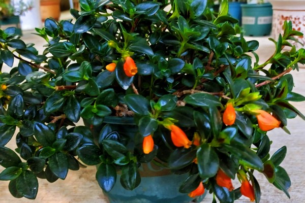 金鱼吊兰如何繁殖，可扦插也可分株繁殖