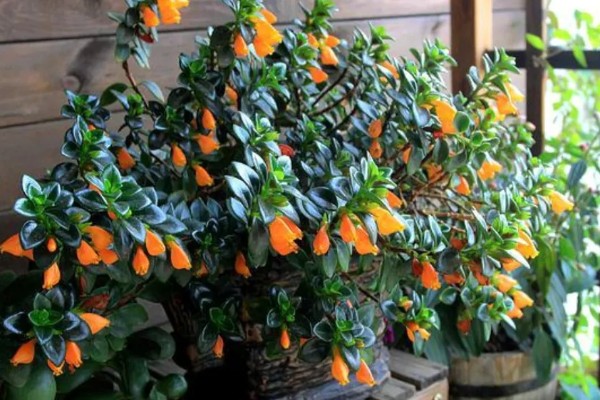 金鱼吊兰如何繁殖，可扦插也可分株繁殖