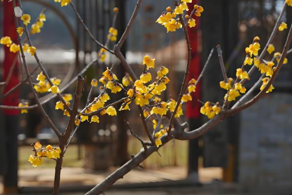 腊梅花何时开放，花期多为11月份至翌年3月份