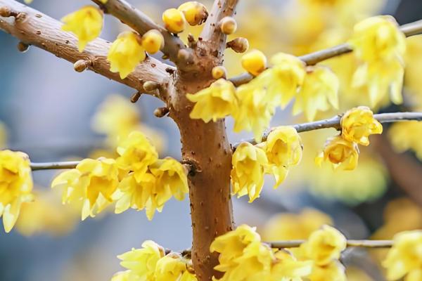 腊梅花何时开放，花期多为11月份至翌年3月份