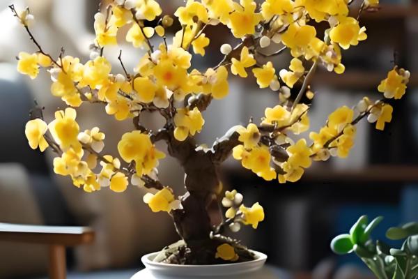 腊梅花何时开放，花期多为11月份至翌年3月份