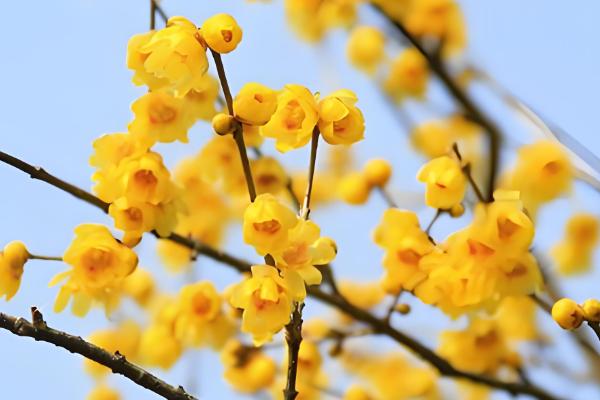 腊梅花何时开放，花期多为11月份至翌年3月份