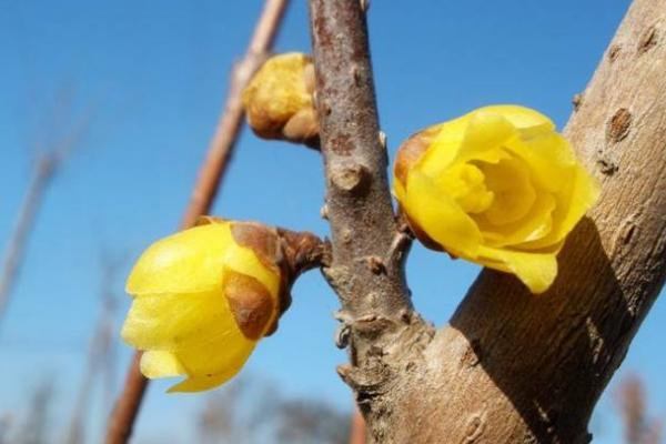 腊梅花何时开放，花期多为11月份至翌年3月份