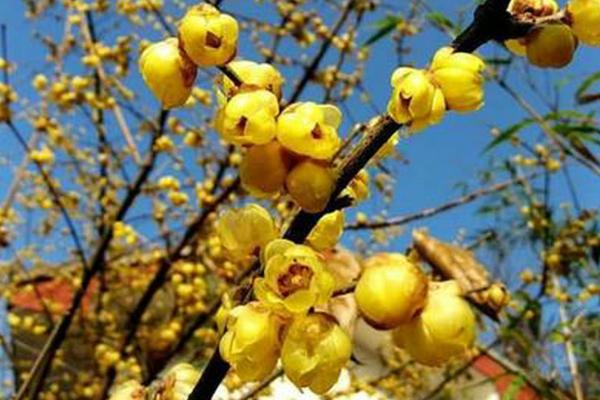 腊梅花何时开放，花期多为11月份至翌年3月份