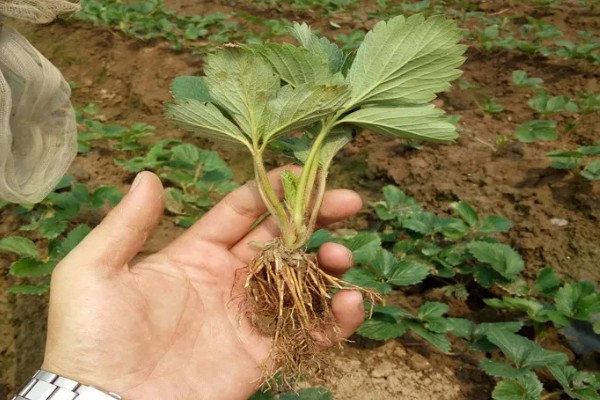 草莓苗12月份能栽吗，草莓苗12月份可以栽