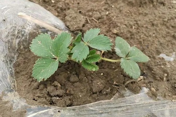 草莓苗12月份能栽吗，草莓苗12月份可以栽