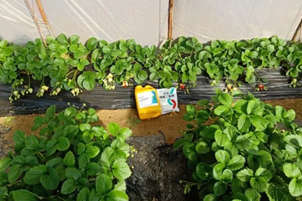 草莓苗12月份能栽吗，草莓苗12月份可以栽