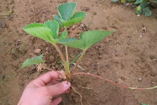 草莓苗12月份能栽吗，草莓苗12月份可以栽