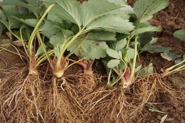 草莓苗12月份能栽吗，草莓苗12月份可以栽