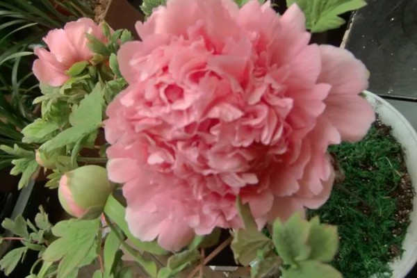 怎么养富贵红盆栽,每隔1-2年换土一次