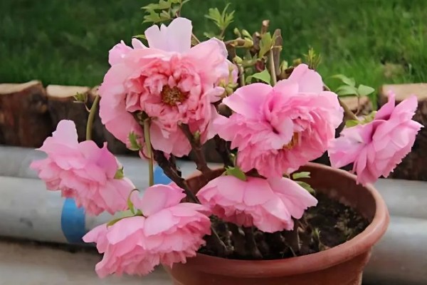 怎么养富贵红盆栽,每隔1-2年换土一次