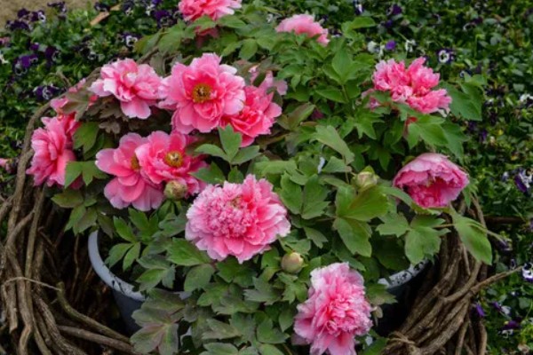 怎么养富贵红盆栽,每隔1-2年换土一次