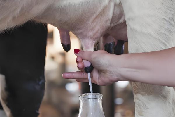 奶牛怎样挤奶,挤奶之前需洗刷牛体