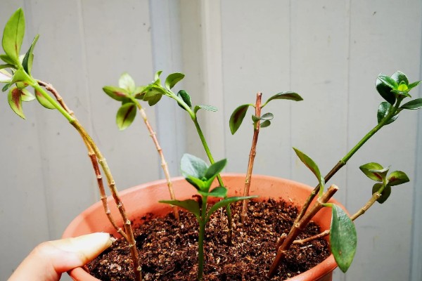 金鱼吊兰如何繁殖，可扦插也可分株繁殖