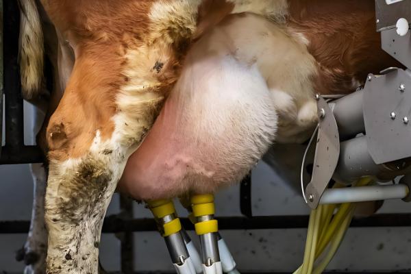 奶牛怎样挤奶,挤奶之前需洗刷牛体
