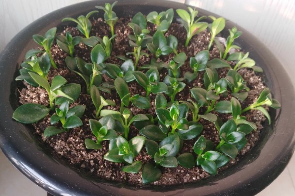 金鱼吊兰如何繁殖，可扦插也可分株繁殖