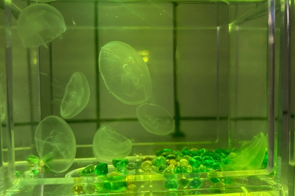 买回来的水母怎么养,要准备一个专门的水母缸