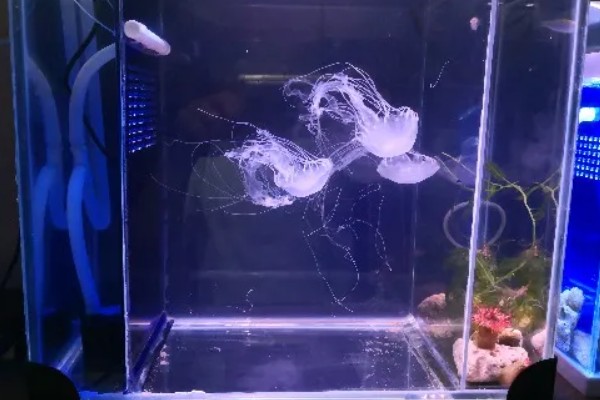 买回来的水母怎么养,要准备一个专门的水母缸