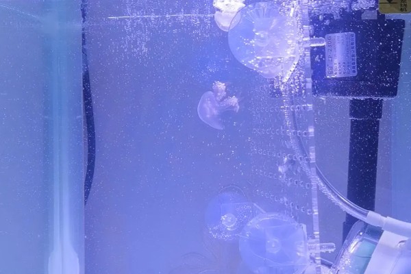 买回来的水母怎么养,要准备一个专门的水母缸