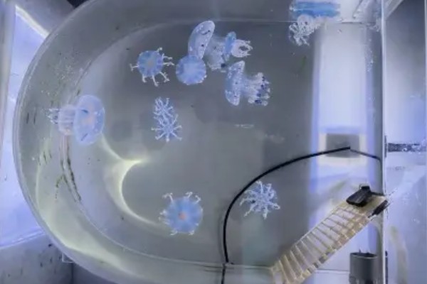 买回来的水母怎么养,要准备一个专门的水母缸