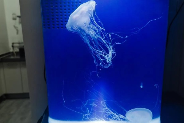 买回来的水母怎么养,要准备一个专门的水母缸