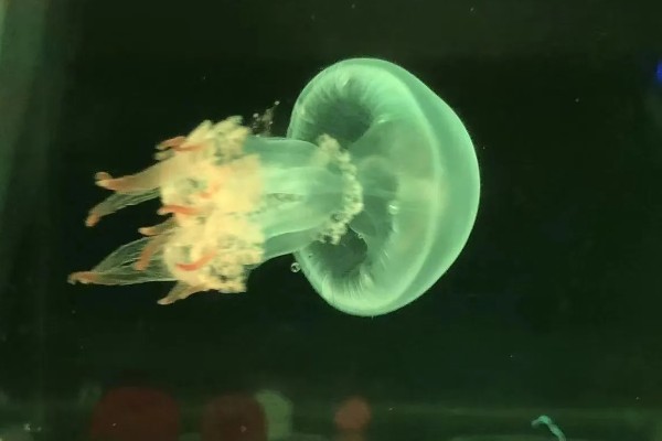 买回来的水母怎么养,要准备一个专门的水母缸