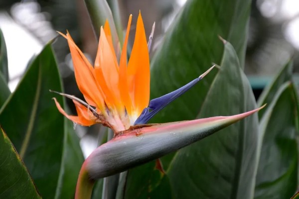 鹤望兰的花语，寓意自由、幸福