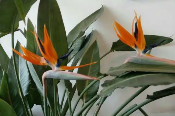 鹤望兰的花语，寓意自由、幸福