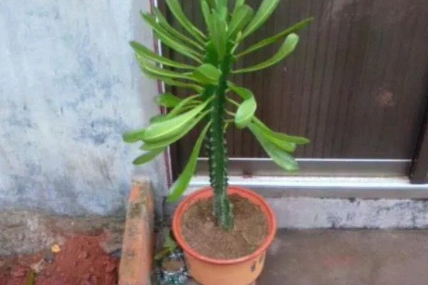 霸王鞭会开花吗，霸王鞭可以开花