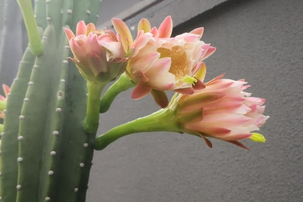 霸王鞭会开花吗，霸王鞭可以开花