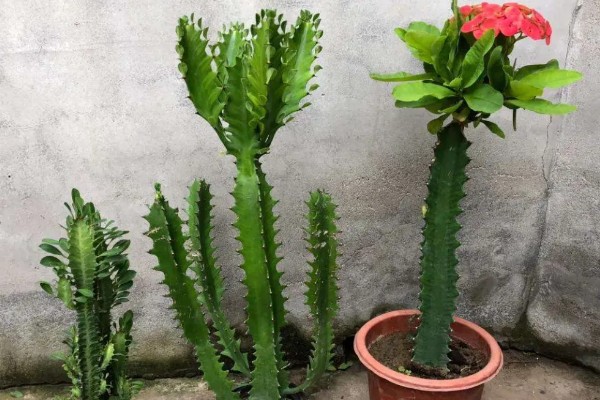 霸王鞭会开花吗，霸王鞭可以开花