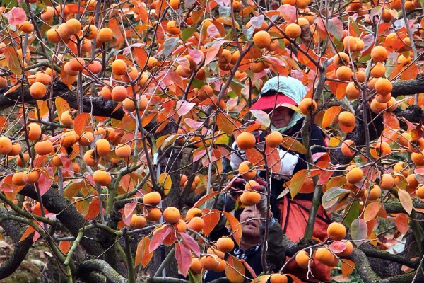 为什么中秋节也叫团圆节,因为当天圆月当空