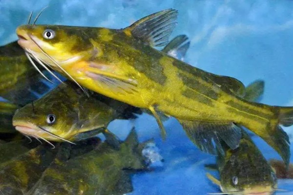 黄骨鱼是鲶鱼的一种吗，黄骨鱼并不是鲶鱼的一种